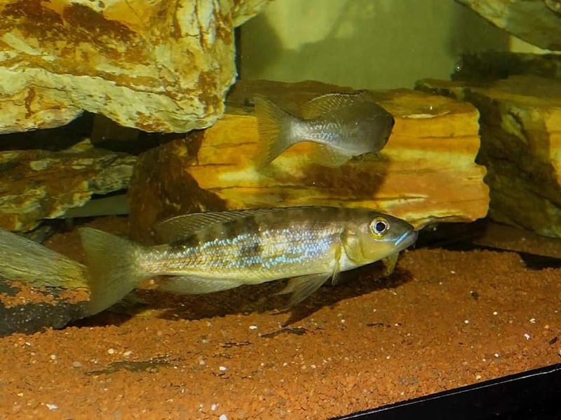 Lepidiolamprologus attenuatus